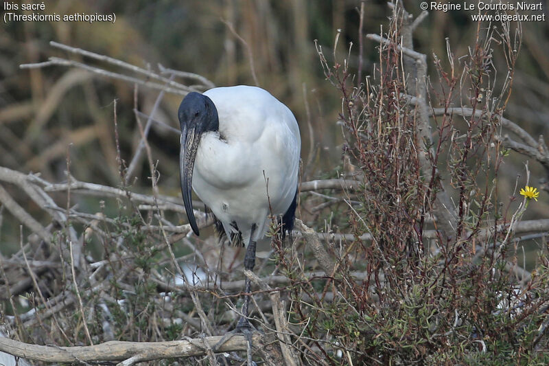 African Sacred Ibis