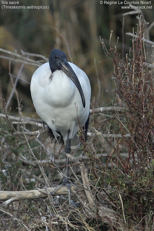 African Sacred Ibis