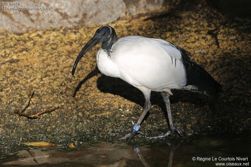 African Sacred Ibis