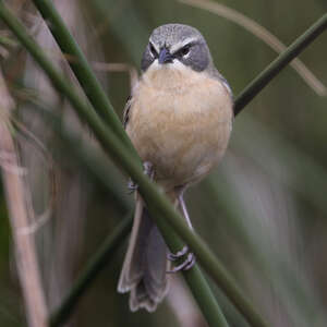 Donacospize des marais