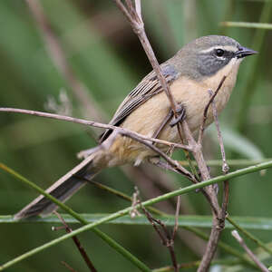 Donacospize des marais
