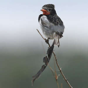 Moucherolle à queue large