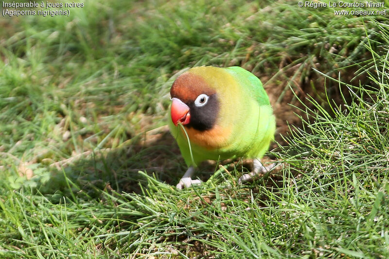 Black-cheeked Lovebird