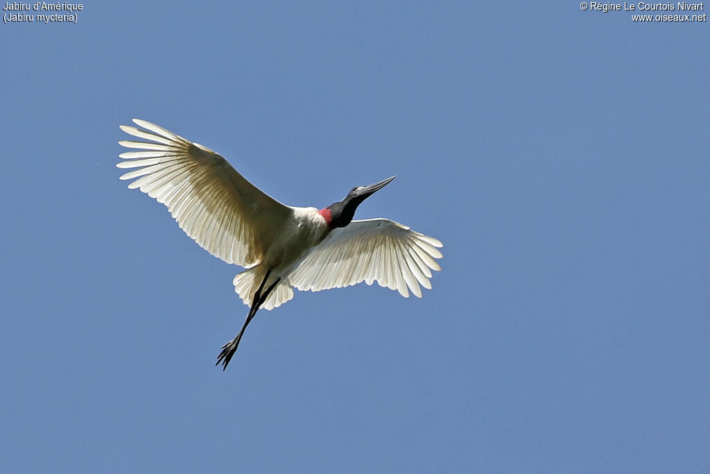Jabiru