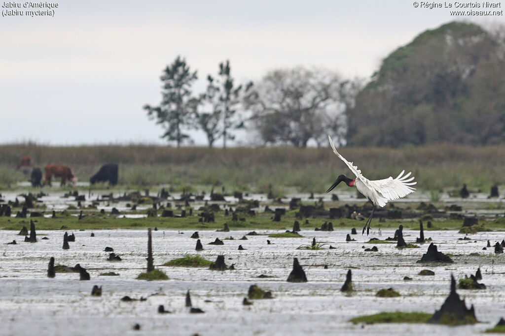 Jabiru d'Amérique, habitat