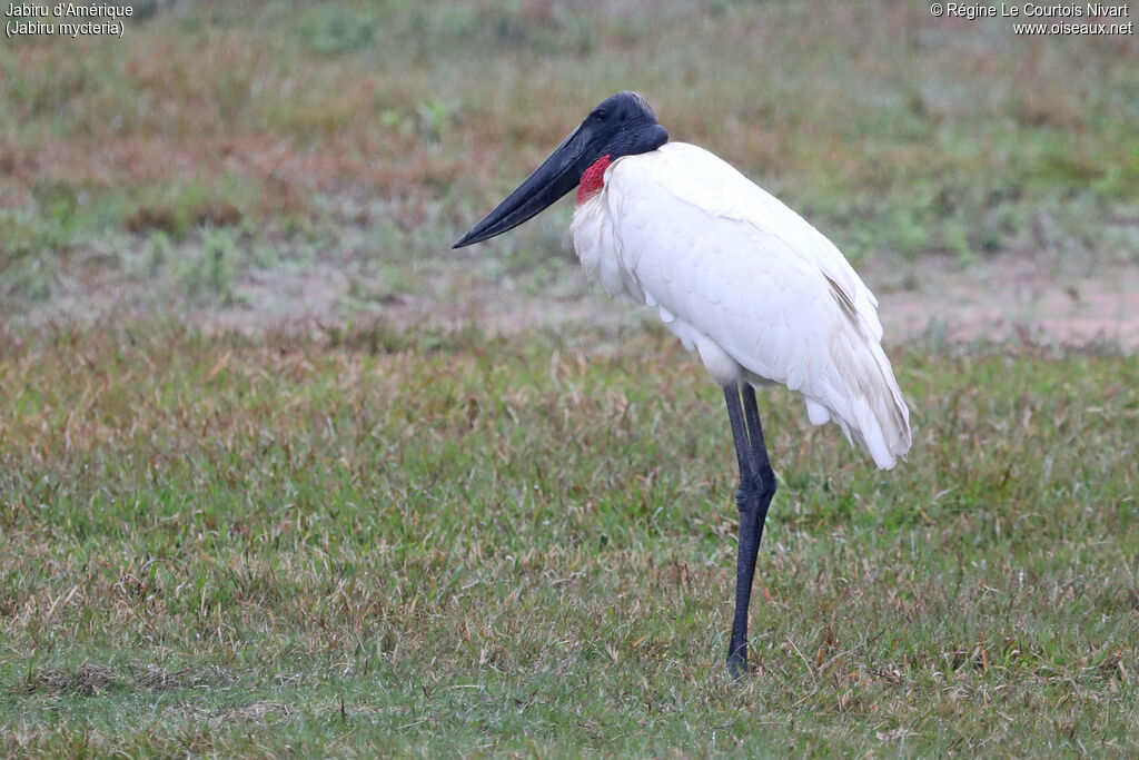 Jabiru