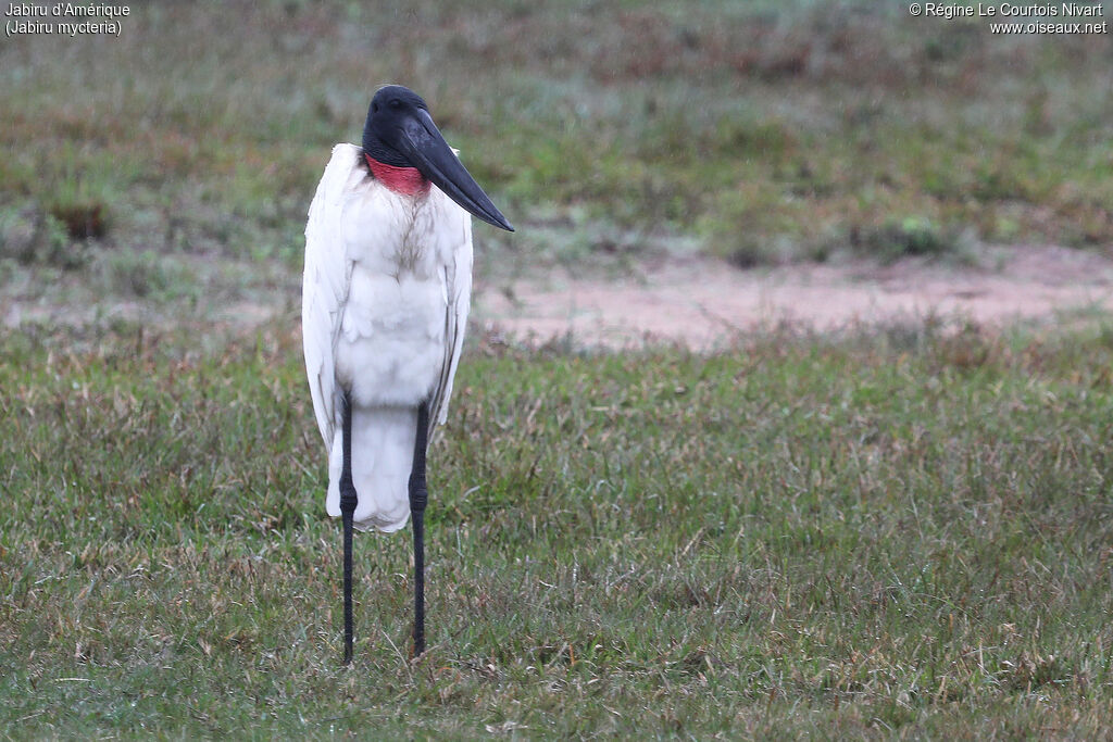 Jabiru