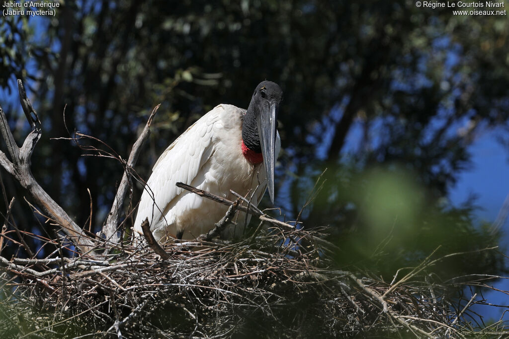 Jabiru d'Amérique, Nidification