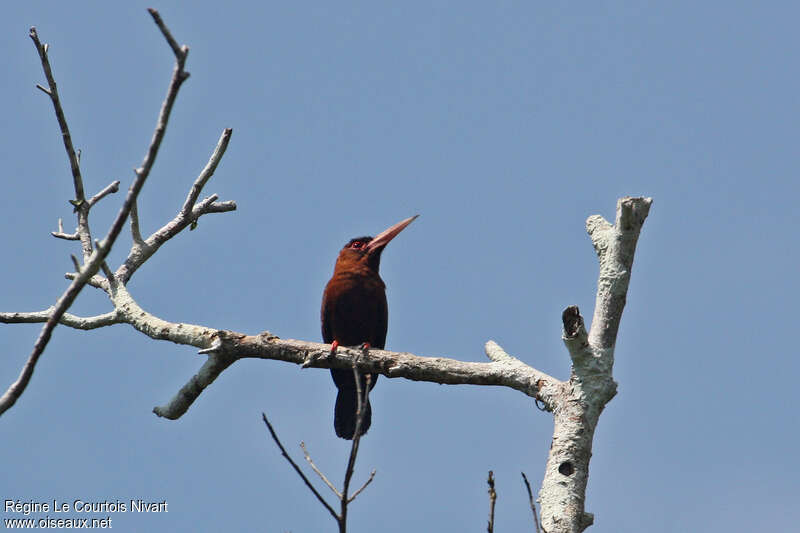 Jacamar rouxadulte, habitat, pigmentation