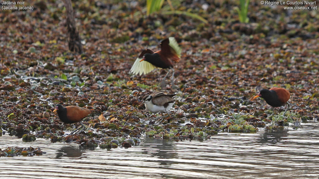 Jacana noir