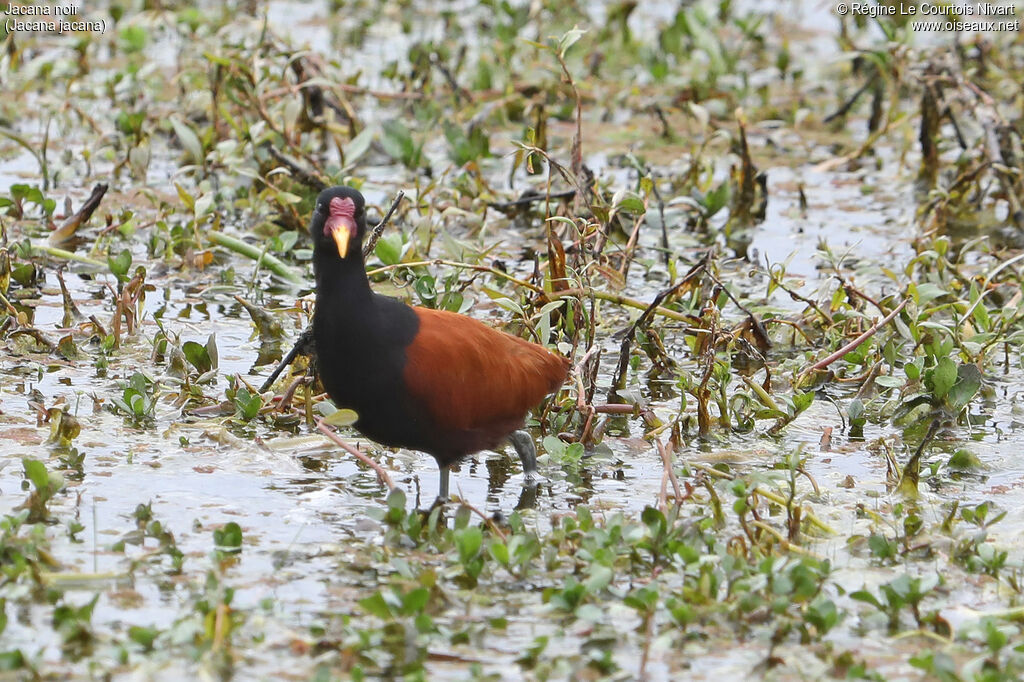 Jacana noir