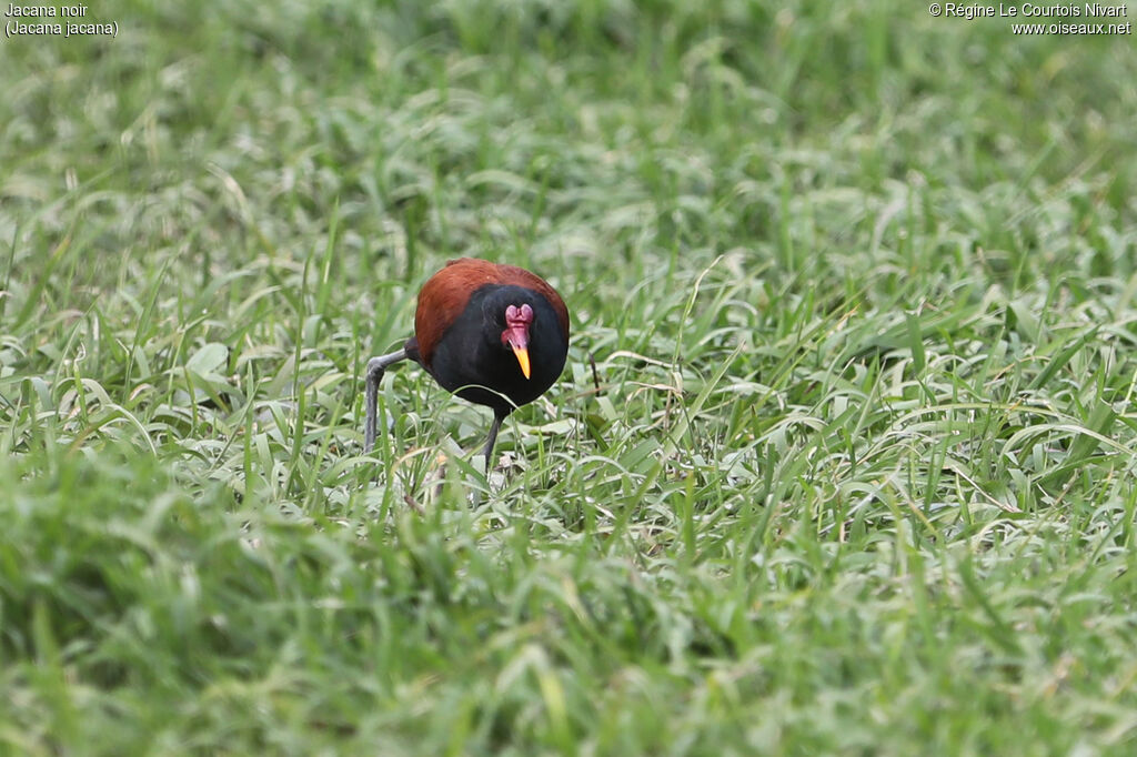 Wattled Jacana