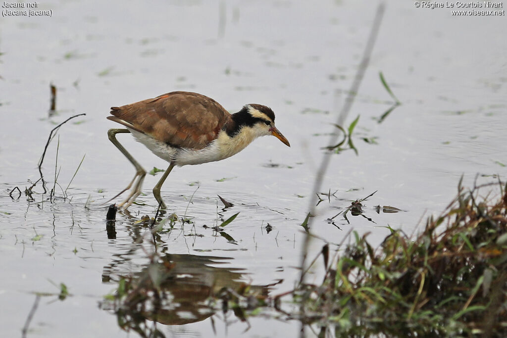 Wattled Jacana