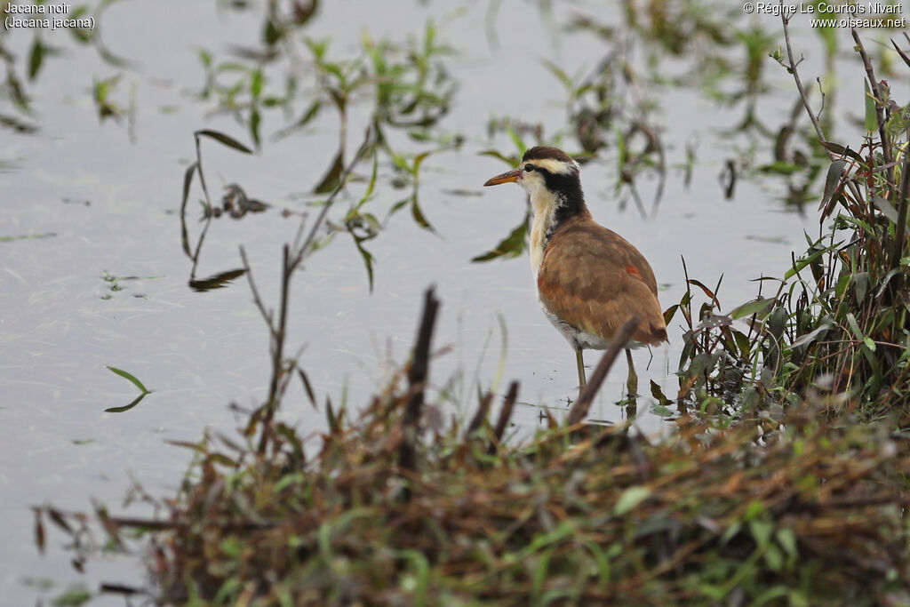 Wattled Jacana