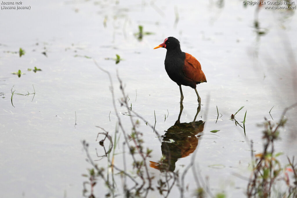 Wattled Jacana