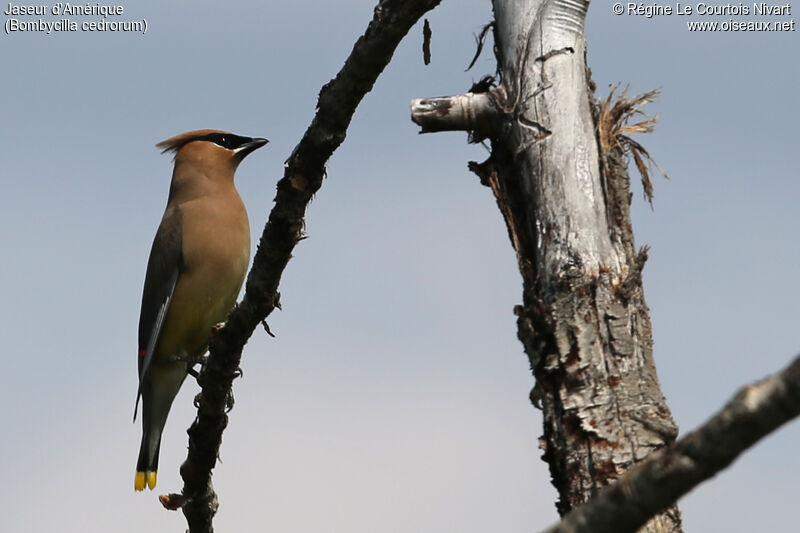 Cedar Waxwing