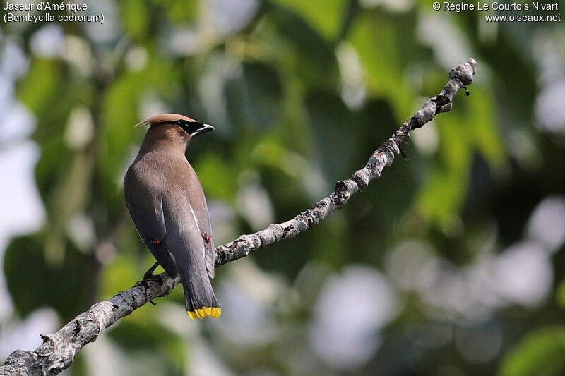 Cedar Waxwing