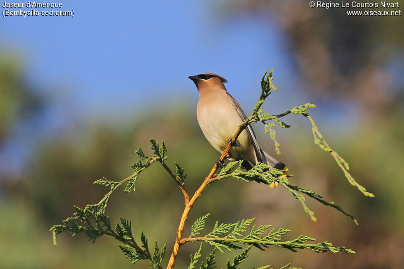 Cedar Waxwing