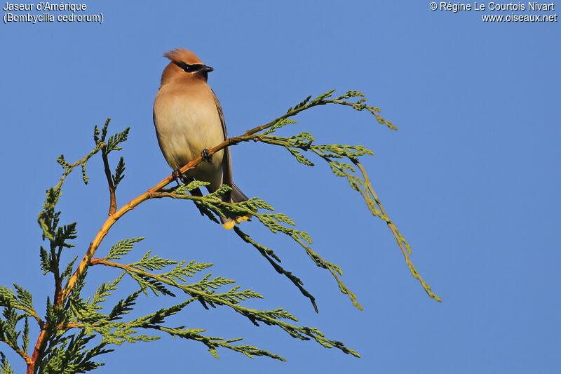 Cedar Waxwing