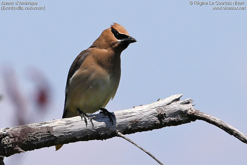 Cedar Waxwing