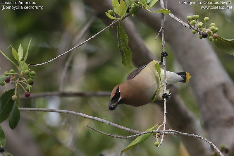 Cedar Waxwing