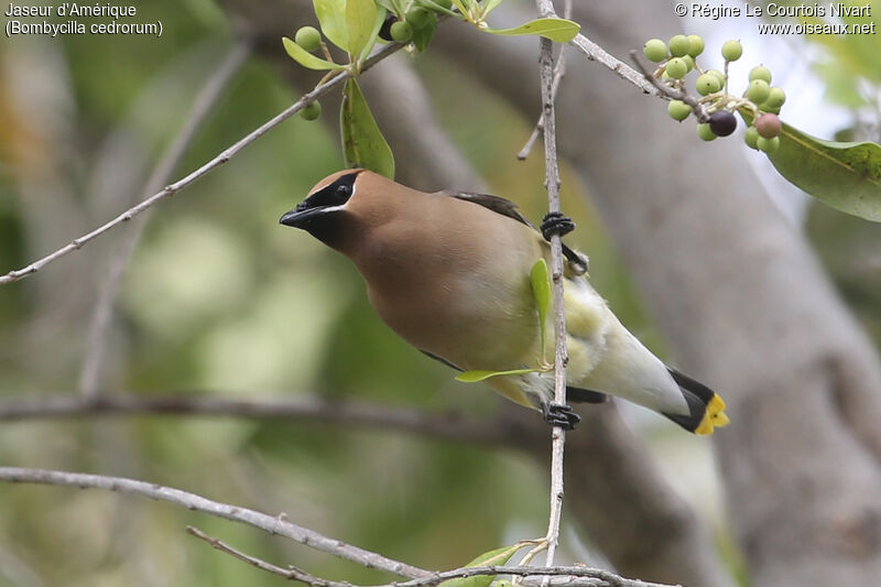 Cedar Waxwing