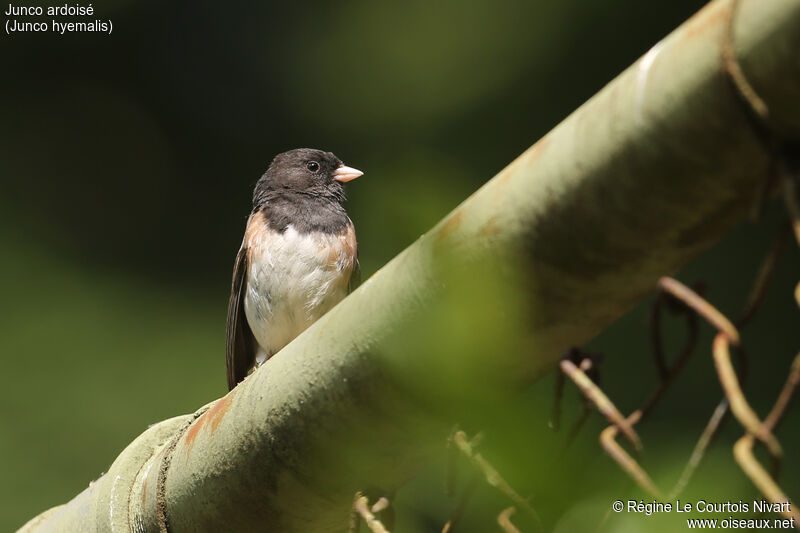 Junco ardoisé