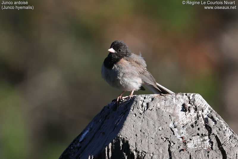 Dark-eyed Junco