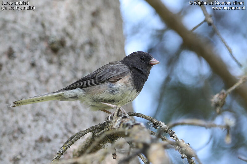 Junco ardoisé