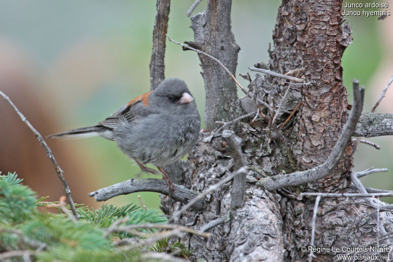 Junco ardoisé