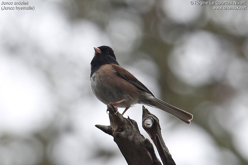 Junco ardoisé