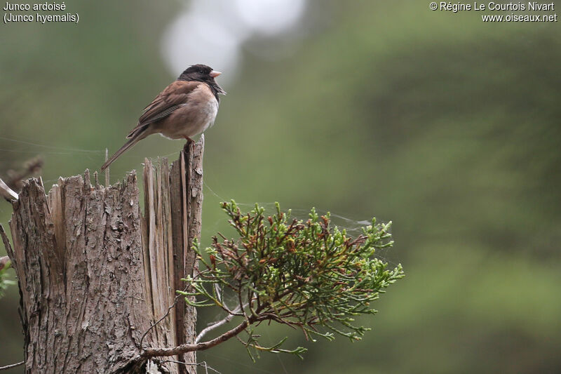 Junco ardoisé