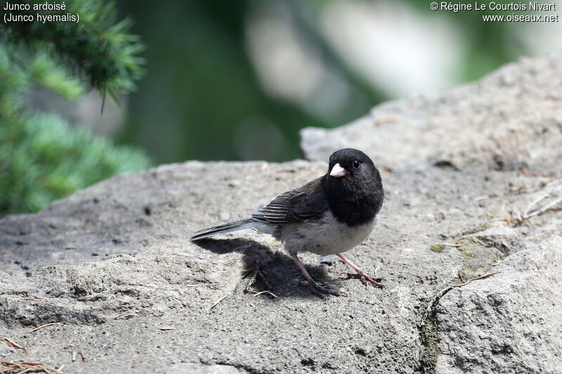 Dark-eyed Juncoadult