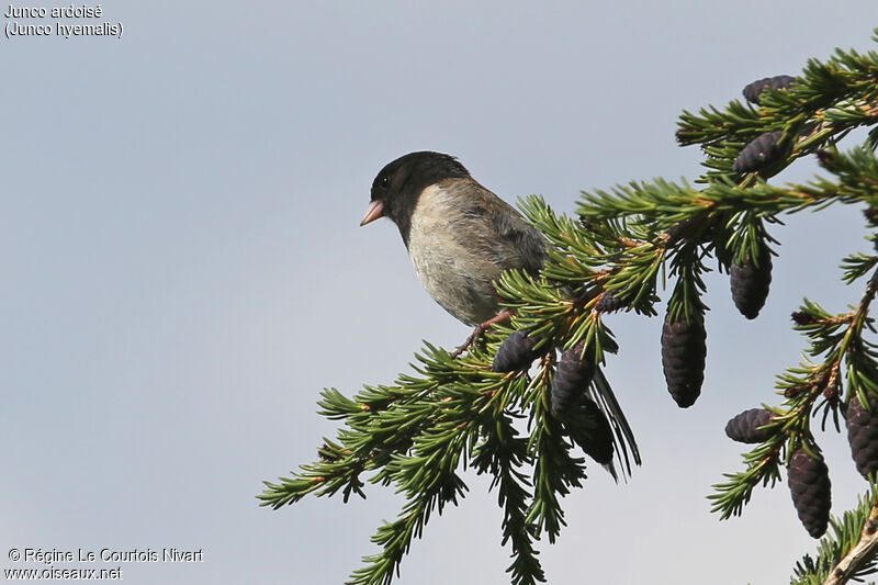 Junco ardoisé