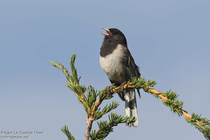 Junco ardoisé mâle adulte, chant