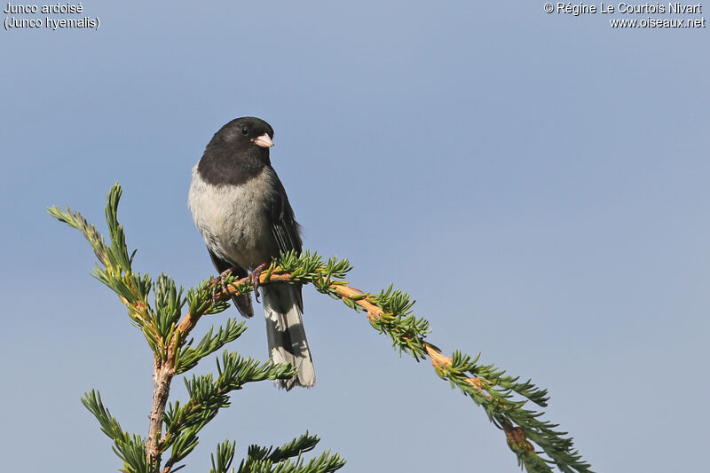 Dark-eyed Juncoadult