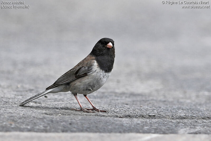 Junco ardoiséadulte