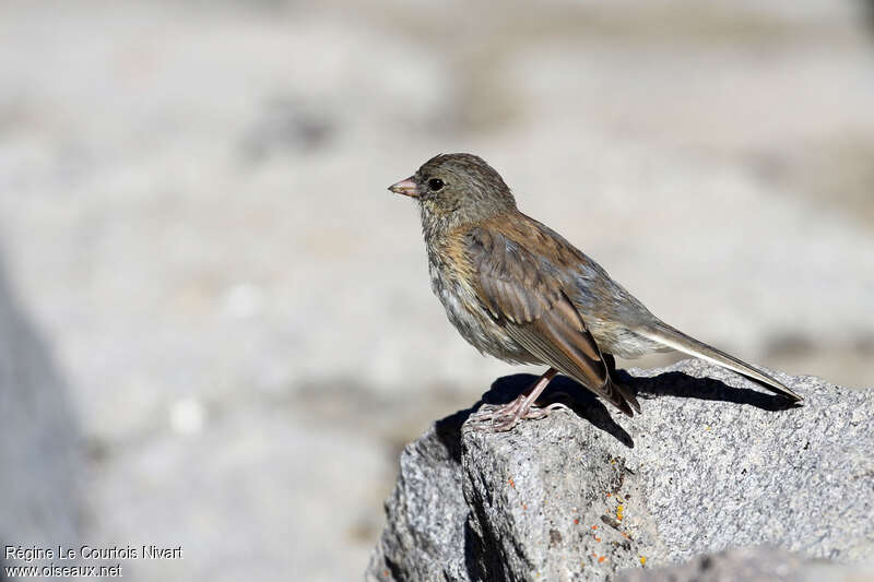 Dark-eyed Juncojuvenile, identification