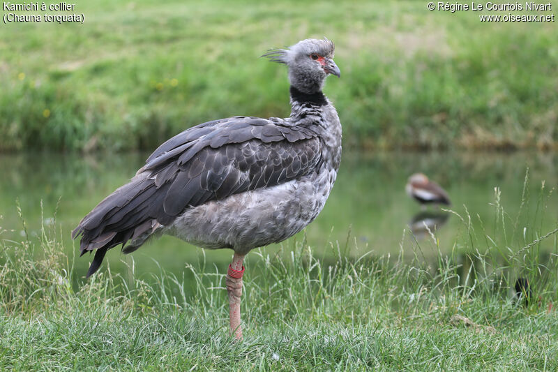 Southern Screamer