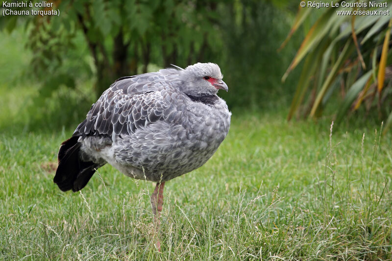 Southern Screamer