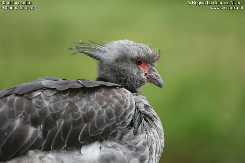 Southern Screamer