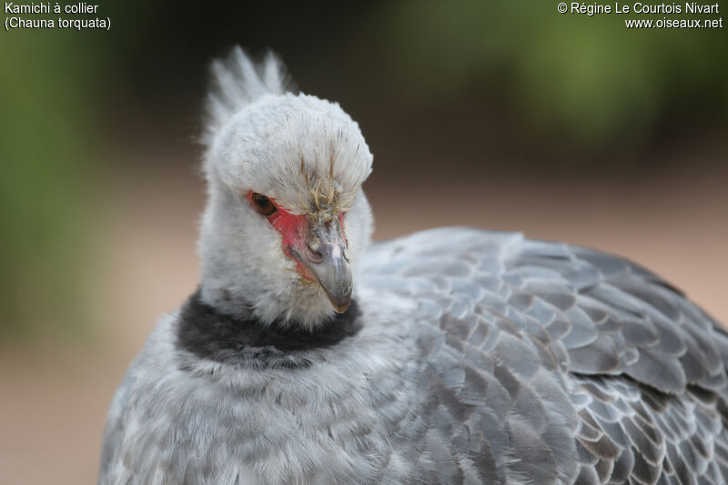 Southern Screamer