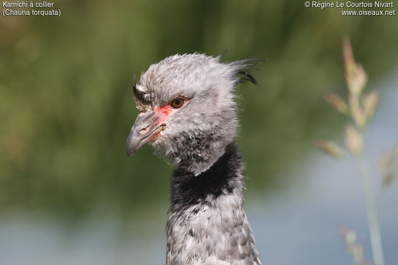 Southern Screamer