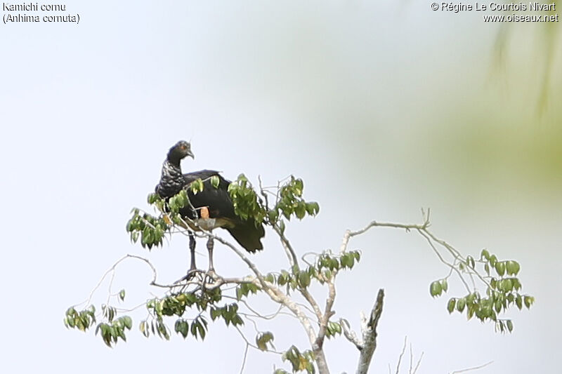 Horned Screamer