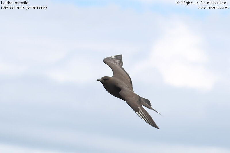 Parasitic Jaeger