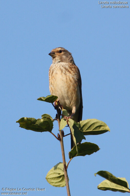 Linotte mélodieuse femelle