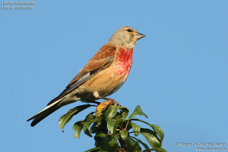 Linotte mélodieuse mâle adulte