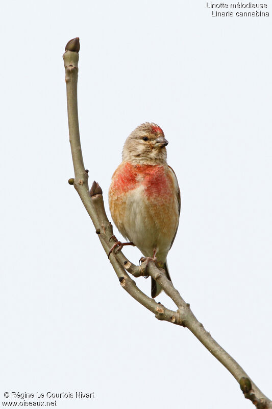 Linotte mélodieuse mâle