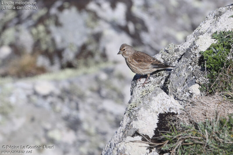 Common Linnet