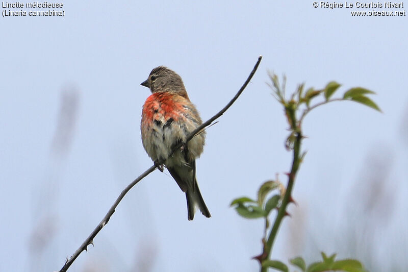 Common Linnet male